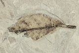 Dragonfly (Odonata) Fossil - Green River Formation, Utah #242786-2